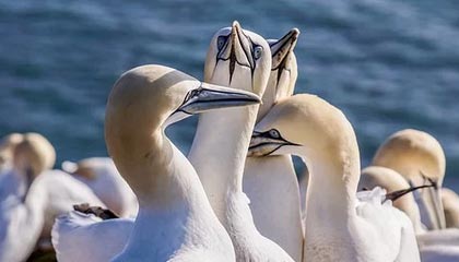 Kaiyun Sports-开云体育-【直播】天：S9之后就很久没玩奇亚娜了，选出来阵容好容易赢