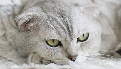 开云体育官方网址-BLG发布对阵JDG/IG赛事Vlog：胜决，我们来了！